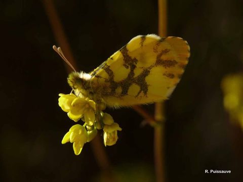 Слика од Anthocharis euphenoides Staudinger 1869