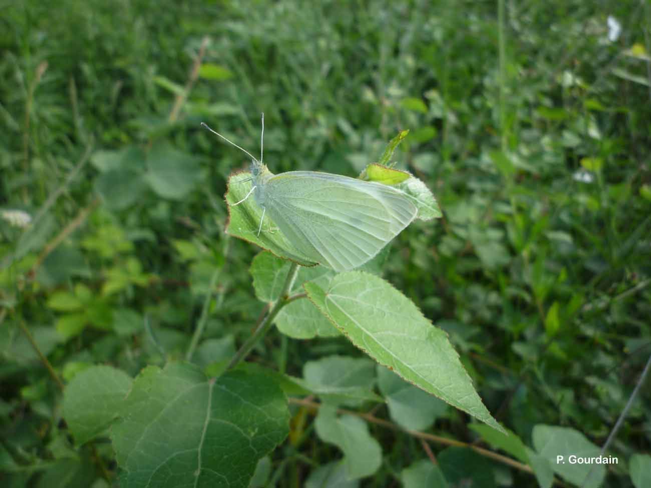 Image of small white