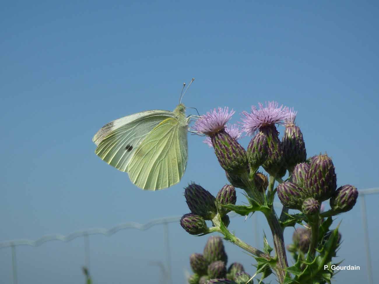 Image of small white