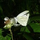 Plancia ëd Pieris napi (Linnaeus 1758)