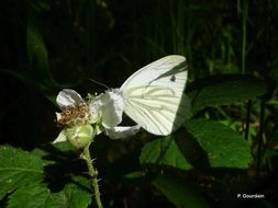 Plancia ëd Pieris napi (Linnaeus 1758)