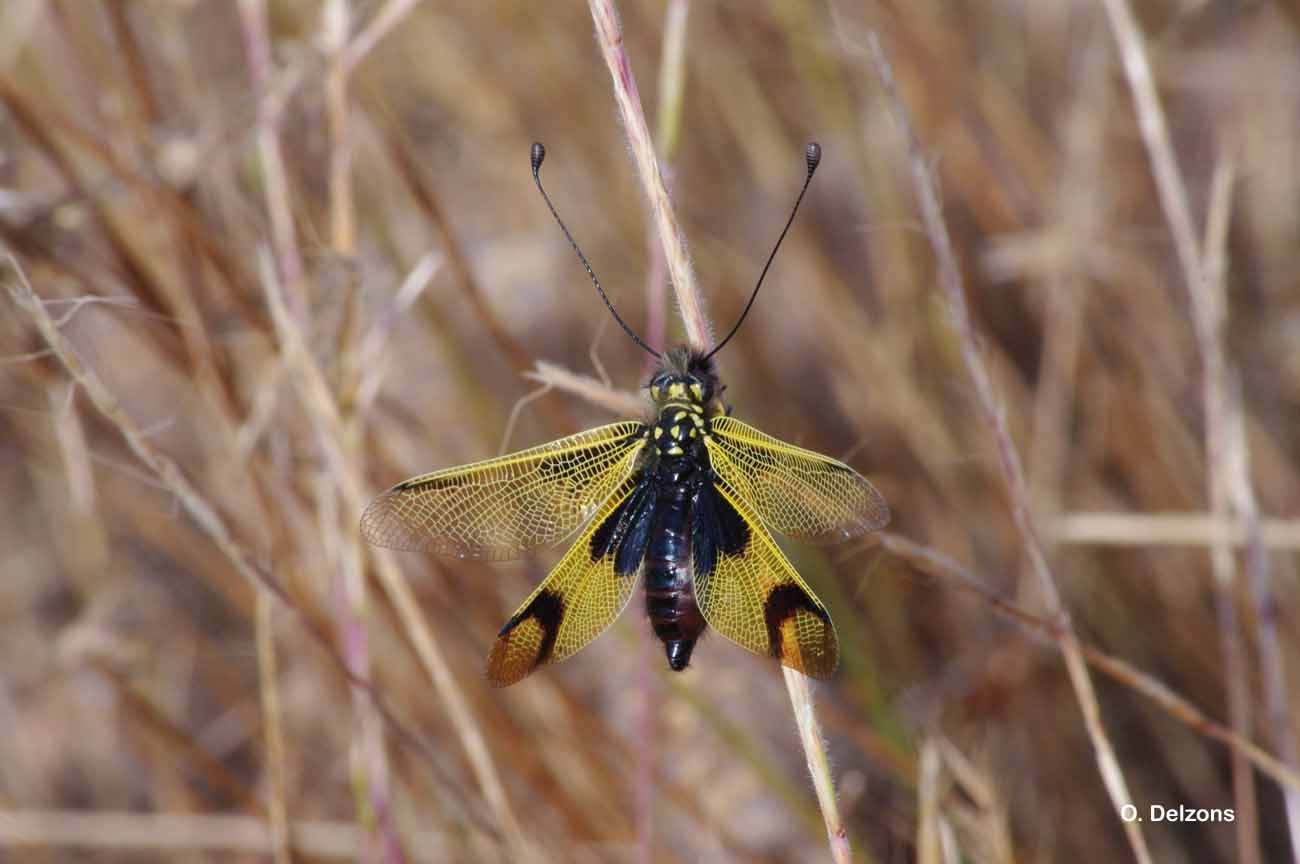 Plancia ëd Libelloides longicornis (Linnaeus 1764)