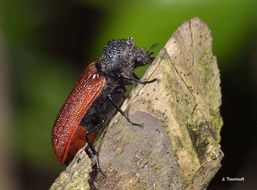 Plancia ëd Bostrichus capucinus (Linnaeus 1758)