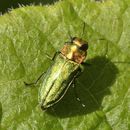 Anthaxia nitidula (Linnaeus 1758)的圖片