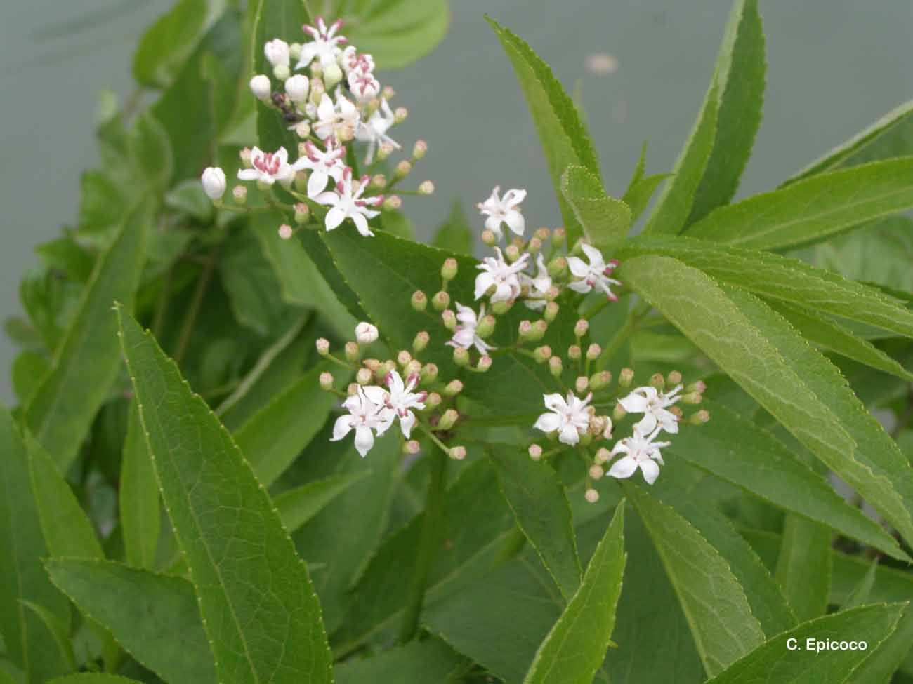 Imagem de Sambucus ebulus L.