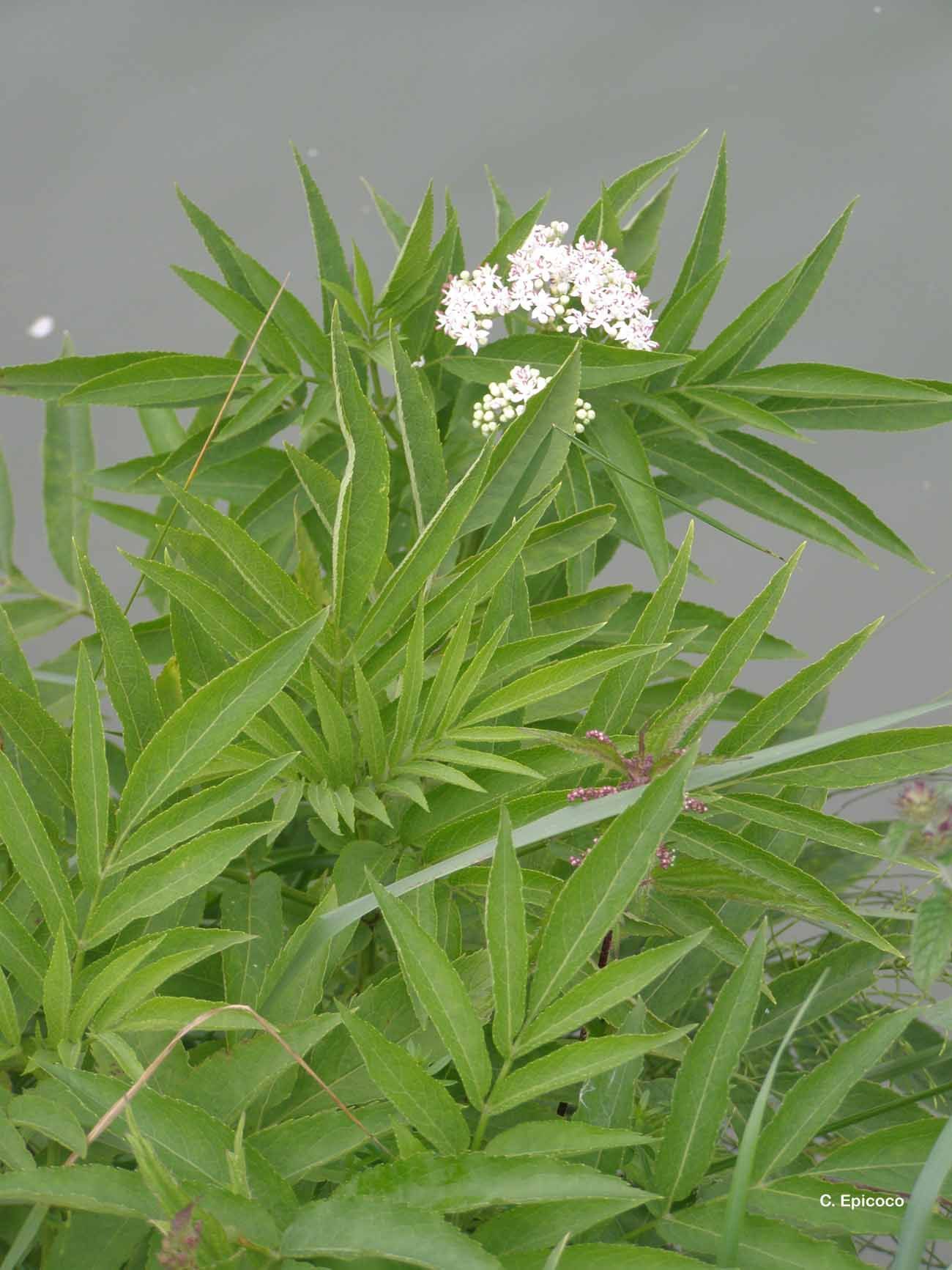 Imagem de Sambucus ebulus L.