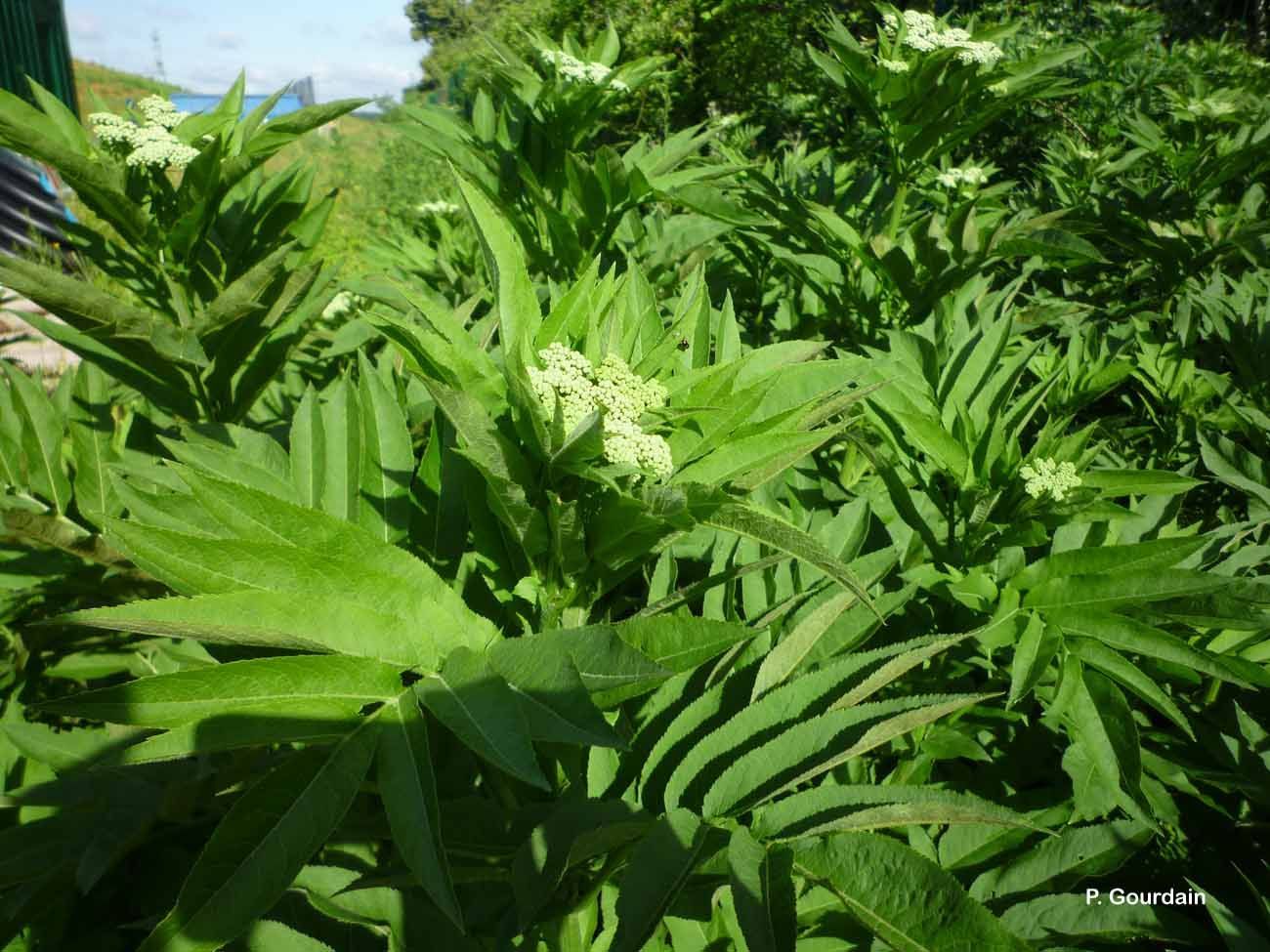 Imagem de Sambucus ebulus L.