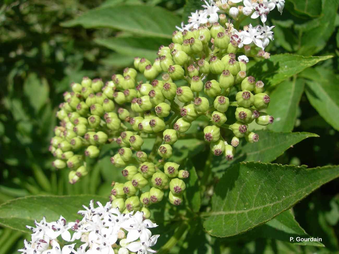 Imagem de Sambucus ebulus L.