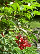 Imagem de Sambucus racemosa L.