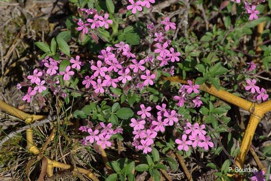 Image of rock soapwort