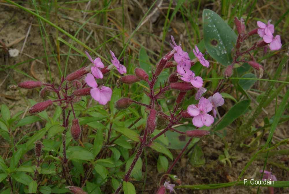 Image of rock soapwort