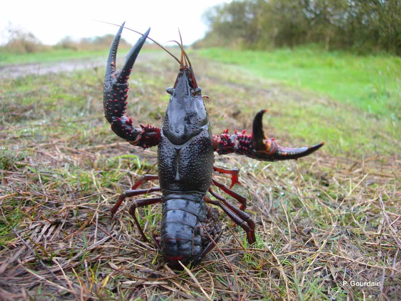 Image de <i>Procambarus clarkii</i>