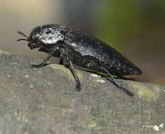 Слика од Capnodis tenebrionis (Linnaeus 1761)