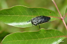 Слика од Capnodis tenebrionis (Linnaeus 1761)