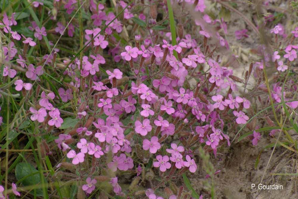 Image of rock soapwort