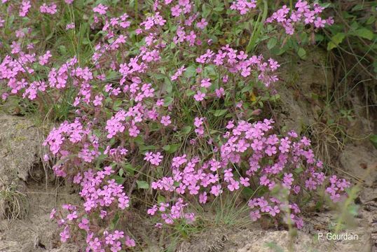 Image of rock soapwort