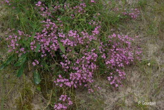 Image of rock soapwort