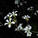 Plancia ëd Saxifraga granulata L.