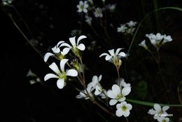 Plancia ëd Saxifraga granulata L.