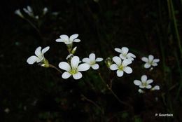 Plancia ëd Saxifraga granulata L.