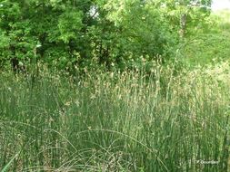 Image of lakeshore bulrush