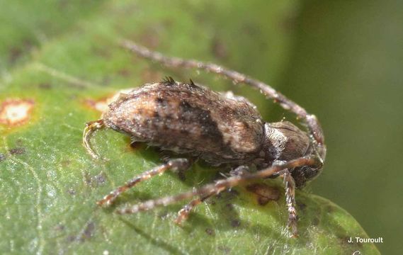 Image of Pogonocherus ovatus (Goeze 1777)