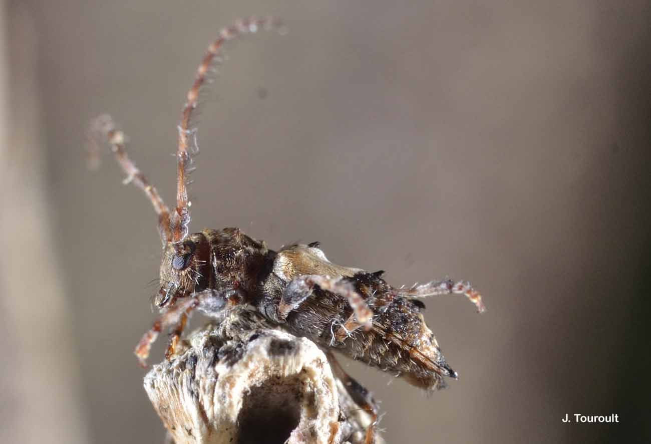 Image of Pogonocherus hispidus (Linné 1758)