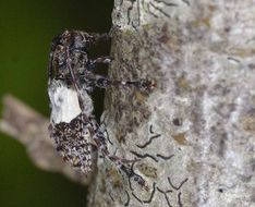 Image of Pogonocherus hispidulus (Piller & Mitterpacher 1783)