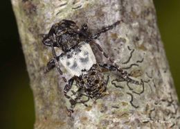 Image of Pogonocherus hispidulus (Piller & Mitterpacher 1783)