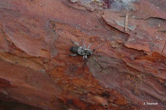 Image of Pogonocherus caroli Mulsant 1862