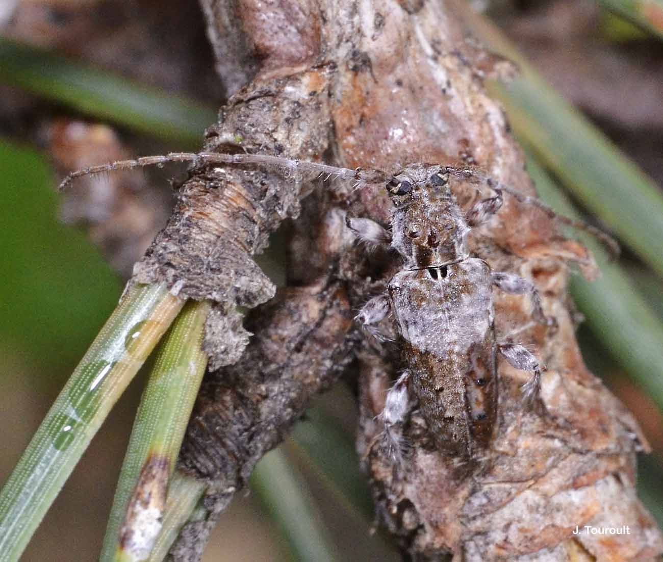 Image of Pogonocherus perroudi Mulsant 1839