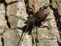 Image of Herophila tristis (Linné 1767)