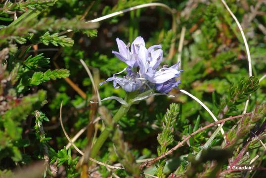 Image de Scille de printemps