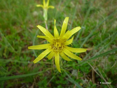 صورة Scorzonera austriaca Willd.