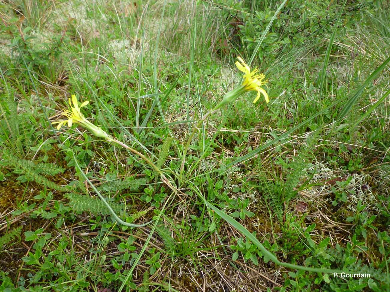 صورة Scorzonera austriaca Willd.