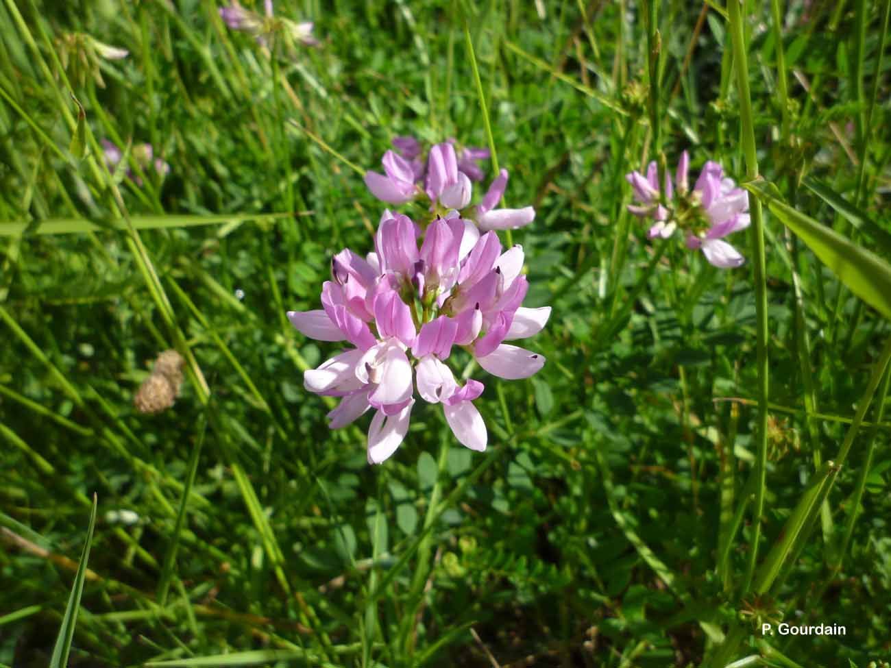 Image of crown vetch