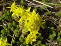 Image of Biting Stonecrop