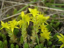 Image of Biting Stonecrop