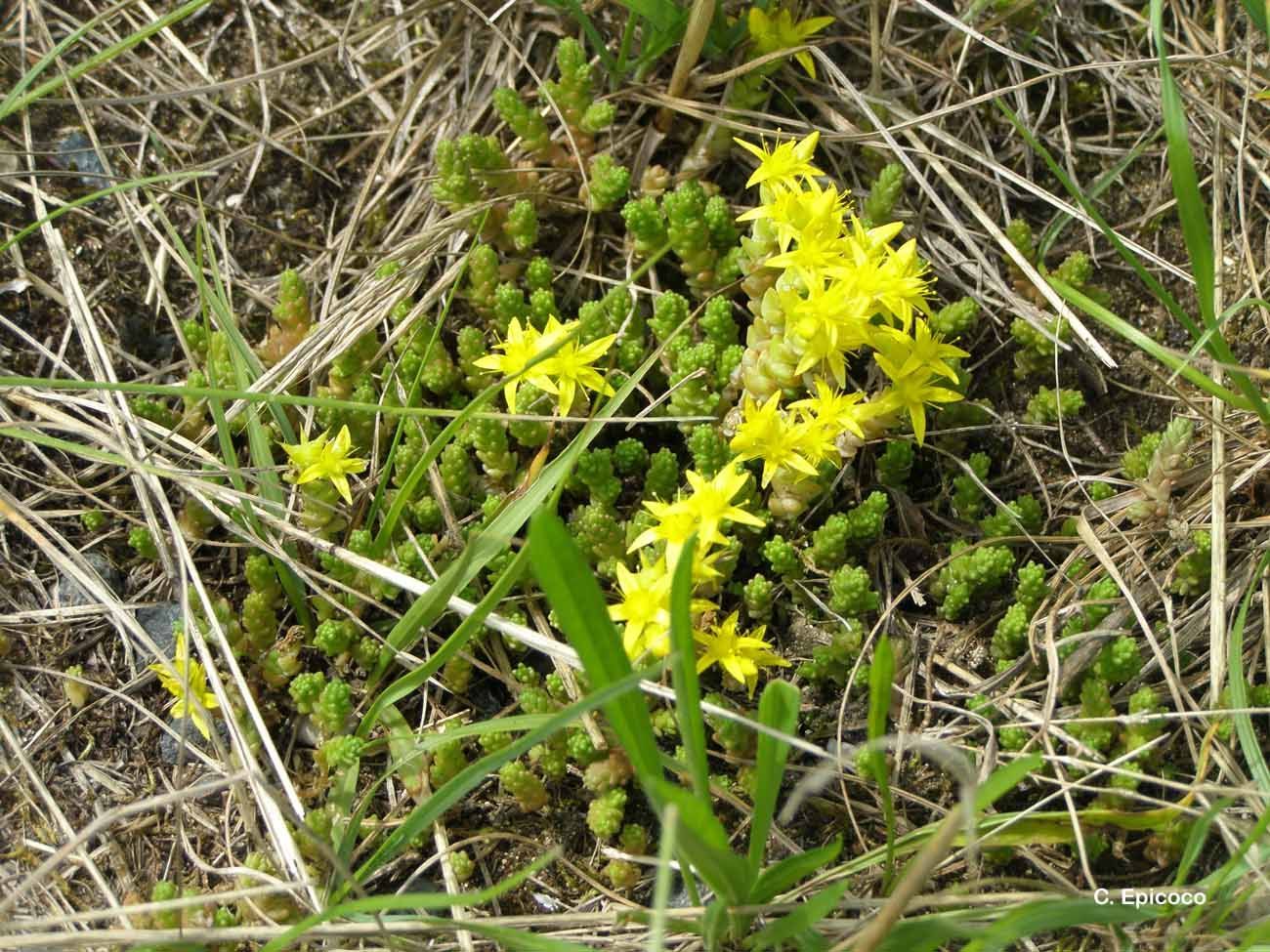 Image of Biting Stonecrop