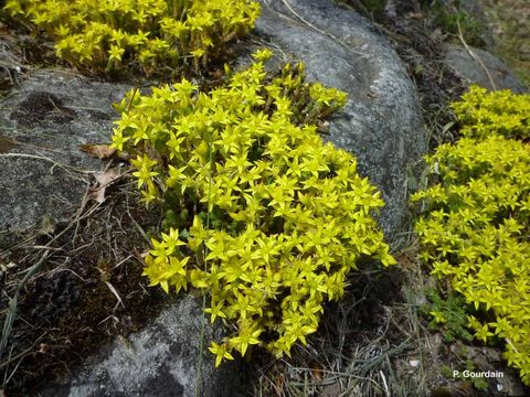 Plancia ëd Sedum acre L.