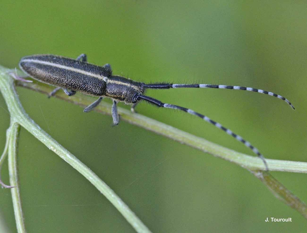 Image of Agapanthia cardui (Linné 1767)