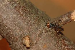 Image of Long-horned beetle