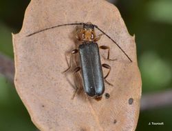 Image of Long-horned beetle