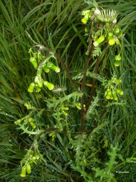 Image of groundsel