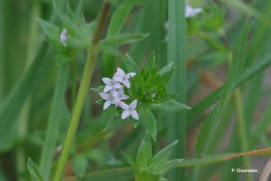 Image of blue field madder