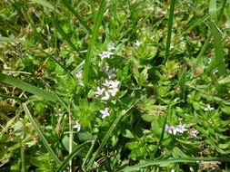 Image of blue field madder