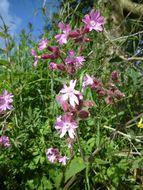 Image of red catchfly