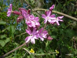 Image of red catchfly