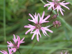 Image of ragged robin