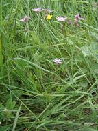 Image of ragged robin